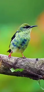 Vibrant bird perched on a tree branch with green background.