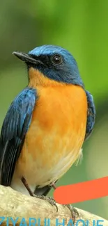 A vibrant blue and orange bird perched on a branch against a green background.