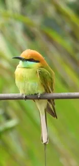 Colorful bird on a branch in nature scene, vibrant green and orange hues.