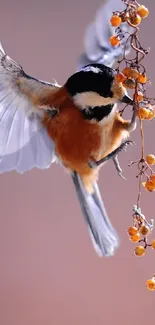 Elegant bird with orange feathers perched on a branch with berries.