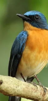 Blue and orange bird perched on a branch with green blurred background.