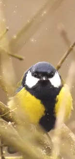 Colorful great tit bird perched on a branch, ideal for nature-themed wallpapers.