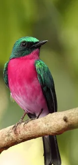 Vibrant pink and green bird perched on branch with blurred background.