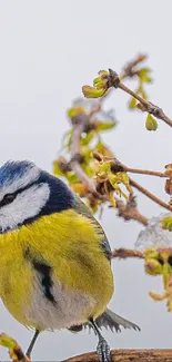 A colorful bird perched on a branch with fresh green sprouting buds.