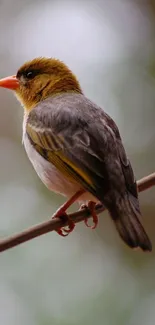 A vibrant bird perched on a branch against a blurred background.