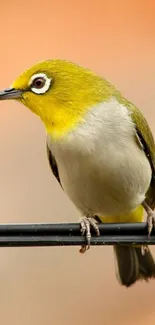 Yellow bird perched on a wire with an orange background.