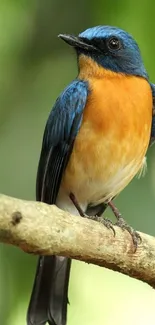 A vibrant blue and orange bird perched on a natural branch, ideal for mobile wallpaper.