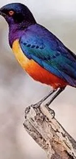 Vibrant blue and orange bird on a branch wallpaper.