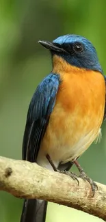 Vibrant blue and orange bird on a branch in green setting.