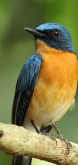 Colorful bird perched on branch, vibrant nature scene.