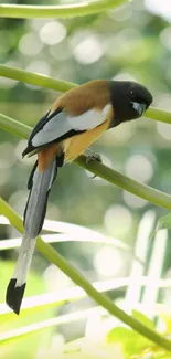 Colorful bird perched on a branch with a natural green background.