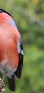 A vibrant bird perched on a branch with a lush green background.