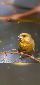 Green bird perched on a branch in a natural setting wallpaper.