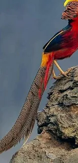 Golden pheasant with vibrant feathers perched on a rocky cliff.