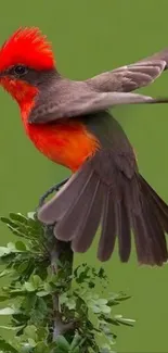 Colorful bird perched on green background.