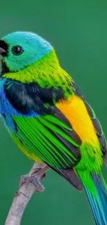 Colorful bird perched on a branch against a green backdrop.