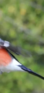 Blurred vibrant bird with lush green background.