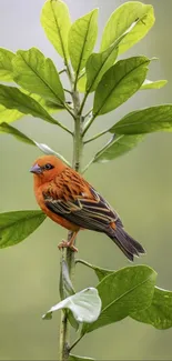 Orange bird perched on lush green branch against soft background.