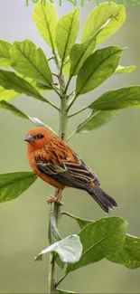 Colorful bird perched on a green leafy branch.