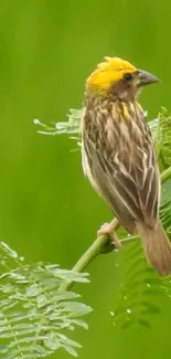 Yellow and brown bird perched on a leafy green branch.