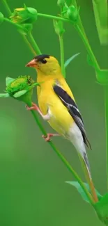 Colorful bird perched on a green branch.