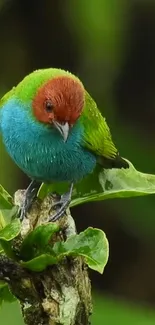 A vibrant, colorful bird perched on a green branch in a natural setting.