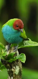 Colorful bird perched on a green branch in lush scenery.