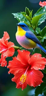 Colorful bird perched on red hibiscus flowers.