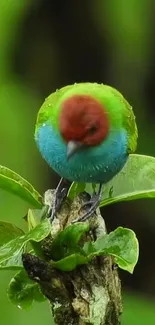 Vibrant red and green bird perched on leaf