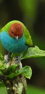 Colorful bird perched on a green leaf, surrounded by lush foliage.