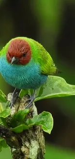 Colorful bird perched on a leafy branch in vibrant greenery.