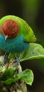 Colorful bird perched on a green leaf with brown, green, and blue feathers.