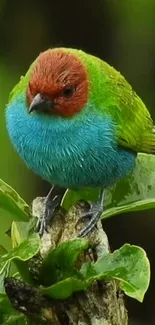 Colorful bird perched on green leaves in vibrant wallpaper.