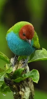 Colorful bird perched on a leaf, vibrant mobile wallpaper.