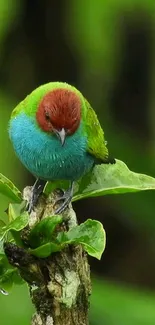 Vibrant bird perched on a lush green leaf.