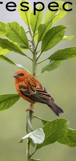 Orange bird perched on green leaves with the word 'respect' above.