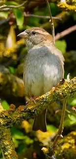 Bird perched on a yellow mossy branch surrounded by foliage.