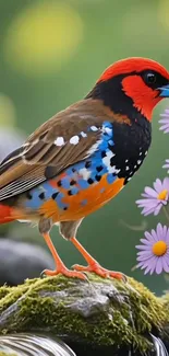 Colorful bird with flowers on mossy rock.