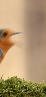 Blurred vibrant bird on a mossy surface, perfect nature wallpaper.