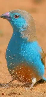 Vibrant blue bird standing on sandy ground, perfect for a colorful mobile wallpaper.