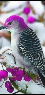 Magenta-headed bird perched on snow-laden branch with purple berries.