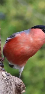 Vibrant bird perched on tree in nature.