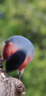 Close-up of a colorful bird against green foliage.