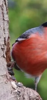 Vibrant orange bird perched on a tree trunk, perfect for nature-themed wallpapers.