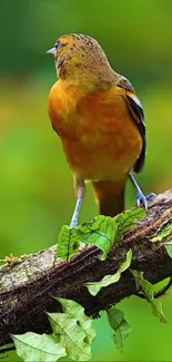 Vibrant bird perched on a tree branch with green leaves in the background.