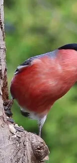 Colorful bird perched on tree with green backdrop.