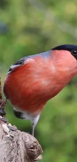 Vibrant bird perched on a tree with lush green background.