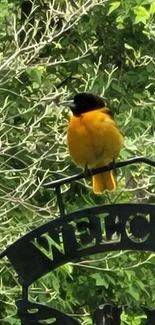 Yellow and black bird perched on a welcome sign with green backdrop.