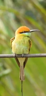 Colorful bee-eater perched on a metal wire with green background.