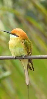 Vibrant bird perched on branch with green background.